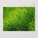 Search for green background postcards Beautiful