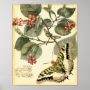 Search for flowers butterflies posters Animals