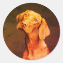 Search for vizsla gear stickers Cute