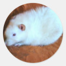 Search for white rat stickers Rodents