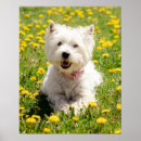 Search for westie posters Cute
