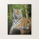 Search for regal puzzles Nature