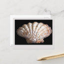 Search for mollusk postcards Shell