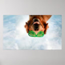 Search for funny golden retriever posters Animal