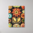 Search for marine canvas prints Ernst haeckel