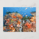 Search for komodo postcards Animal