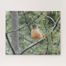 Search for robbin Nature