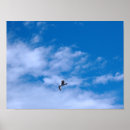 Search for seagull flying posters Cloud