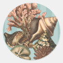 Search for sand dollar stickers Seashell