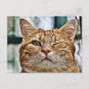 Search for wink postcards Pet