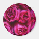 Search for rose macro magnets Photography