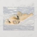 Search for hudson bay postcards Bear