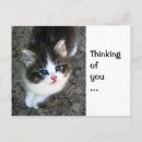 Search for stray horizontal postcards Kitten