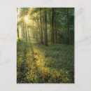 Search for through postcards Sunshine