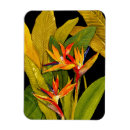 Search for paradise magnets Floral