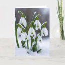 Search for snowdrop birthday cards White