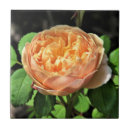 Search for peach and white tiles Roses