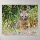 Search for grey dog posters Mammal