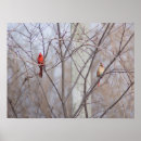 Search for female cardinal art Wildlife