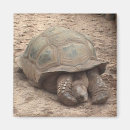 Search for tortoise magnets Photography