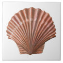 Search for scallop tiles Shells