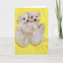Search for behaviour cards Cute