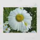 Search for summer rain postcards Nature