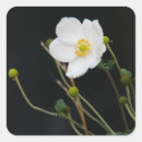 Search for japanese flower stickers White