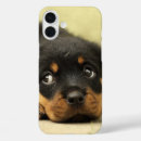 Search for rottweiler dog iphone cases Puppy