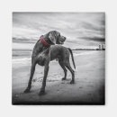 Search for collar magnets Dog