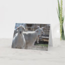 Search for old goat cards Humour