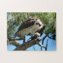 Search for fish hawk Bird