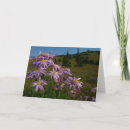 Search for aster flower cards Nature