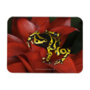 Search for darts magnets Nature