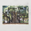 Search for banyan postcards Hawaii
