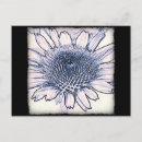 Search for coneflowers postcards Echinacea