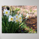 Search for daffodil posters White