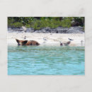 Search for bahamas postcards Pigs