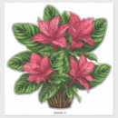 Search for poinsettia flowers stickers Plant