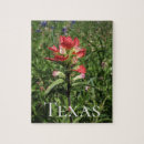 Search for paintbrush photography Flowers