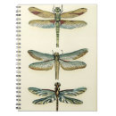 Search for dragonfly gifts Insects