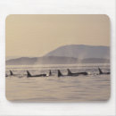 Search for orcas mouse mats Sea
