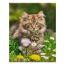 Search for maine coon cat posters Cute