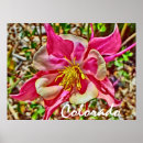 Search for columbine posters Pink