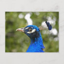 Search for blue peacock postcards Feathers