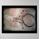 Search for antelopes posters Wild