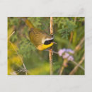 Search for habitat postcards Male