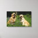 Search for goldie posters Panting