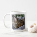 Search for tabby kitten mugs Cat