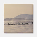 Search for orca magnets Wildlife